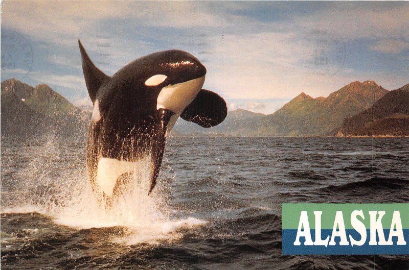 US12 USA Alaska Orca whale jumping 1994