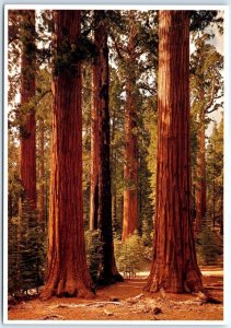 Postcard - Sequoia Redwoods-Mariposa Grove, Yosemite National Park - California