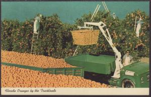 Harvesting Oranges,Florida Postcard