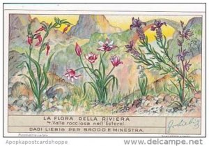 Liebig Trade Card S1354 Flora Riviera No 4 Valle rocciosa nell 'Esterel