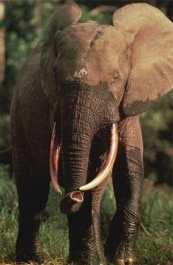Vintage Postcard A Forest Elephant Smaller Than Savanna Cousins Wildlife Africa
