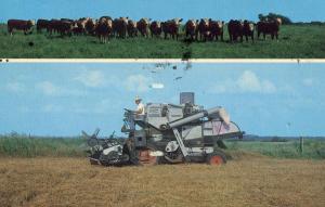 OK - Herd of Herefords, Wheat Harvesting