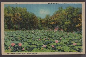 West Virginia PARKERSBURG City Park Beautiful Lotus Garden pm1949 ~ Linen