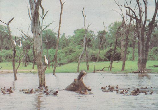 Hippopotamus in Zimbabwe African Postcard