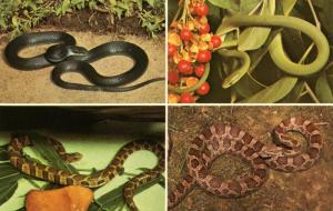 Four Harmless Snakes