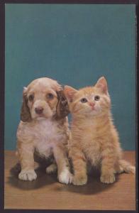 Kitten and Puppy Postcard