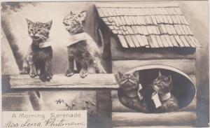 LP91  Cats, vintage postcard, Rotograph