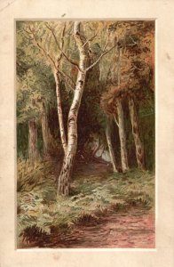 Vintage Postcard 1900's Beautiful View Inside Forest Trees Green Grass Nature