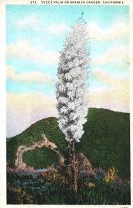 VINTAGE POSTCARD YUCCA PALM (KNOWN AS SPANISH DAGGER) GROWING IN CALIFORNIA