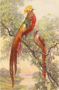 \Exotic birds\ Very nice Swiss postcard 