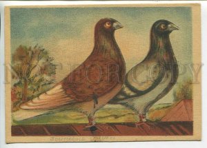 444719 USSR 1951 year Denisov homing pigeons Zookombinat postcard