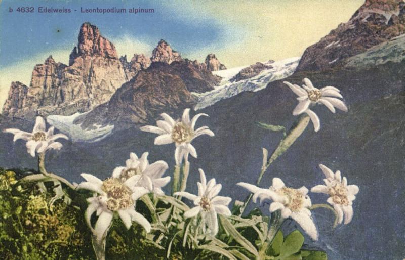 switzerland, Edelweiss, Leontopodium Alpinum (1910s) Postcard
