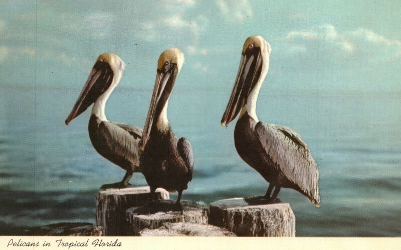 Vintage Postcard Pelicans in Tropical Florida on Pier Ocean Sunshine State