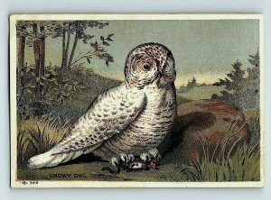 1880's-90's Salem Soda Works Healthful Drink Snowy Owl Forest Night P158 