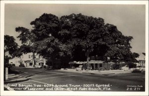 West Palm Beach Florida FL Giant Banyan Tree Real Photo Vintage Postcard