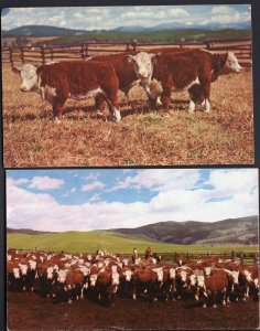 Lot of 2 Purebred Herefords Cows Cattle Some Prize Stock - Chrome