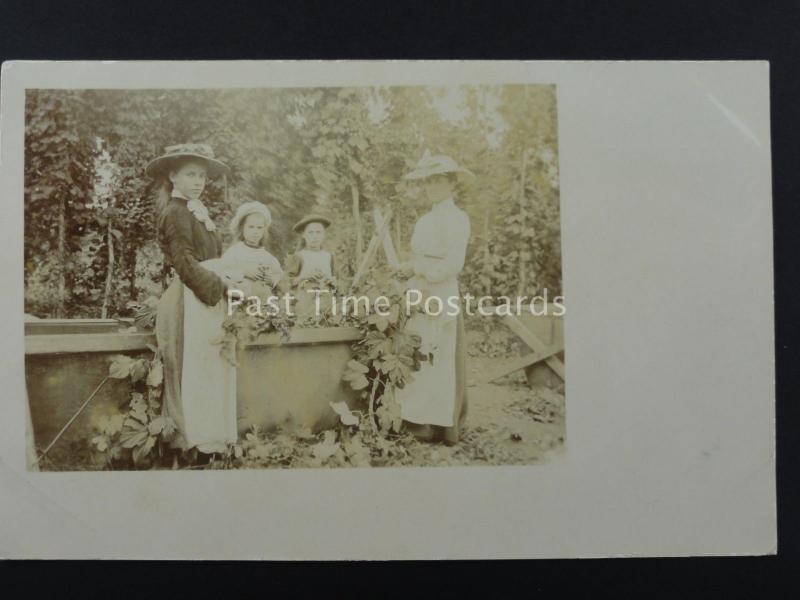 England HOP PICKING / PICKERS Field Portrait (2) Early RP Postcard