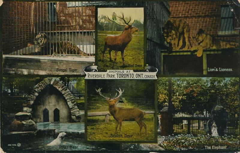 Toronto, Ontario, Canada - Animals at Riverdale Park Zoo - pm 1914 - DB