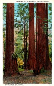 California Santa Cruz Big Tree Grove Fremont and Jumbo Trees Curteich