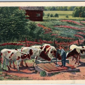 1935 Feeding Water Fountain Cattle Cows Drink Teich Linen C.T Rural Scenes  A205