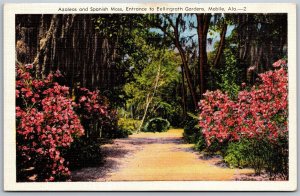 Vtg Mobile Alabama AL Azaleas Spanish Moss Bellingrath Gardens 1940s Postcard