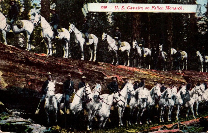 California Giant Redwood Tree U S Cavalry On A Fallen Monarch