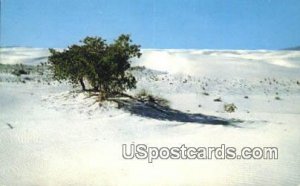 Lone Trees in White Sands National Monument, New Mexico