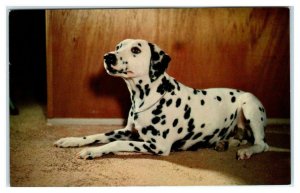 SAN BERNARDINO, CA ~ DALMATION DOG ~ Ad for Bob Harrell OLDSMOBILE 1964 Postcard