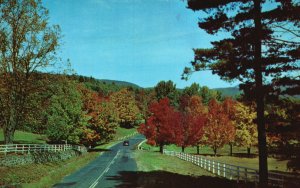 Postcard Autumn Serenade Flaming Foliage Stately Pines Smooth Highway