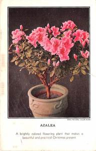 Azalea, Edward H Rust Nurseries Advertising 1934 Missing Stamp tear right edge