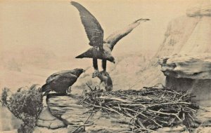 CHICAGO MUSEUM NATURAL HISTORY-GOLDEN EAGLE~PHOTO INFORMATION CARD-POSTCARD SIZE