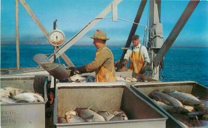 Dexter 1950s Pacific Northwest Seafood Industry Unloading salmon Postcard 8544