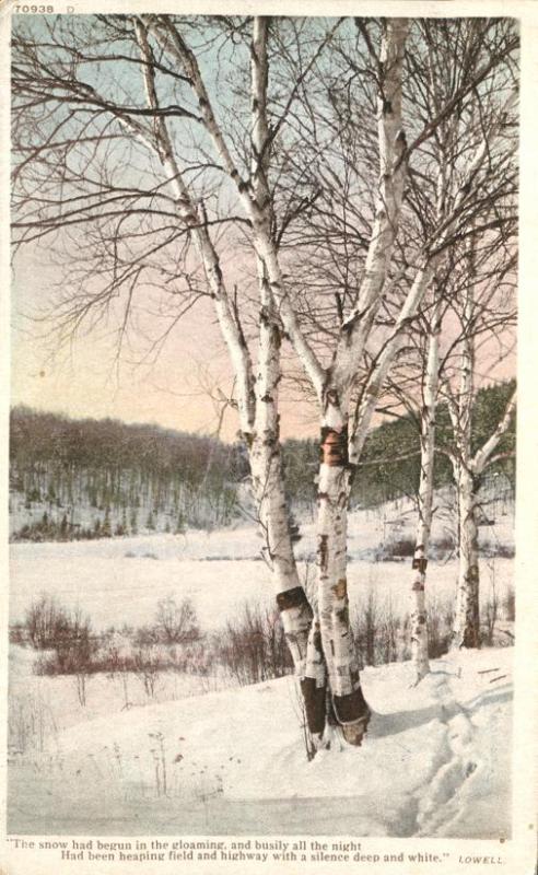 paper birch trees in winter