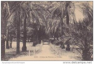 France Nice L'Allee des Palmiers au Chateau 1911