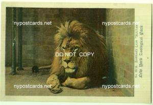 Barbary Lion Sultan, Central Park Zoo, NYC