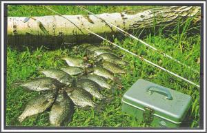 Wisconsin, Crappies - Nice Eating Popular Fish - [WI-174]