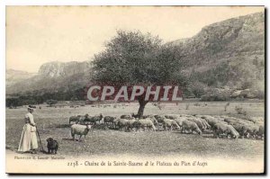 Old Postcard Chain of La Sainte Baume and the Plateau Plan Aups Sheep Female