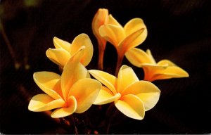 Hawaii Beautiful Yellow Plumeria Blossoms Used In Leis