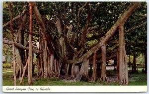Postcard - Giant Banyan tree, in Florida
