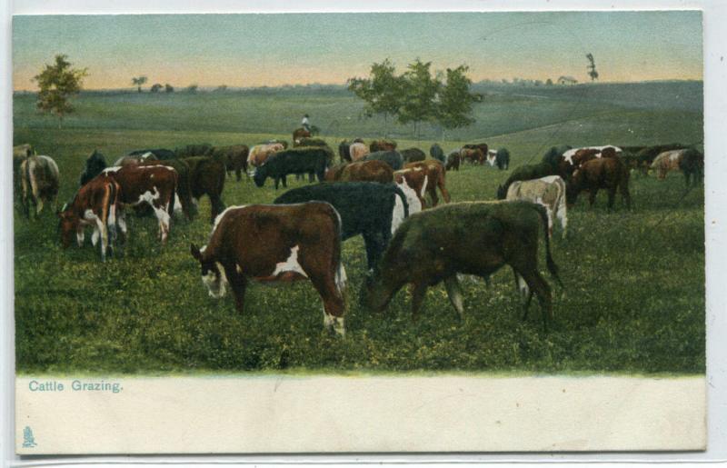Cattle Grazing Ranch Farming Dallas Texas Tuck series 1910c postcard