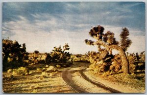 Mojave Desert California 1950s Postcard Desert Joshua Tree