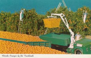Oranges by the Truckload - Orange Groves of Florida