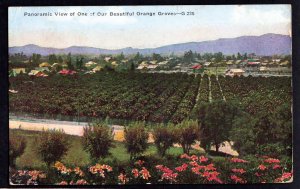 Panoramic View of One of Our Beautiful Orange Groves pm1929  - DB