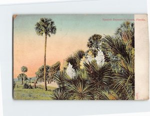 Postcard Spanish Bayonet in bloom, Florida