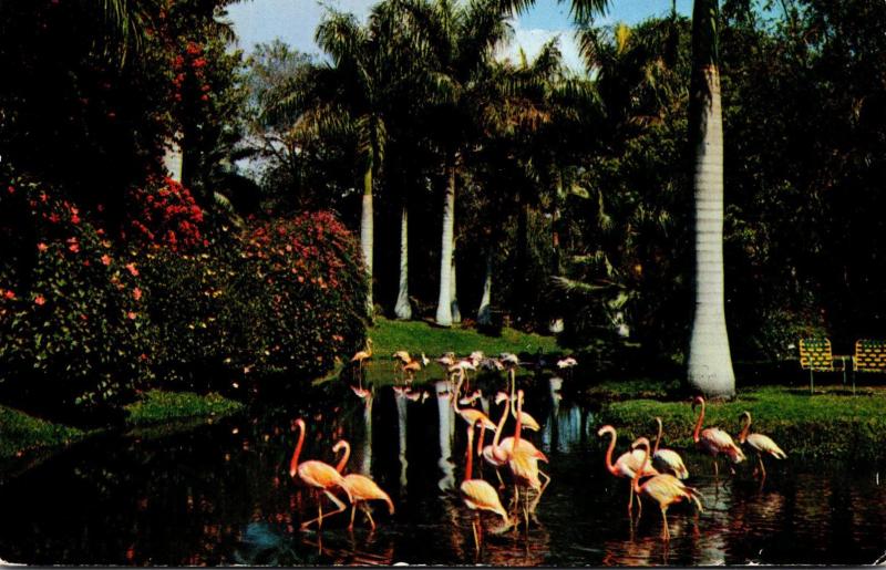 Florida Sarasota Jungle Gardens Flamingos 1960