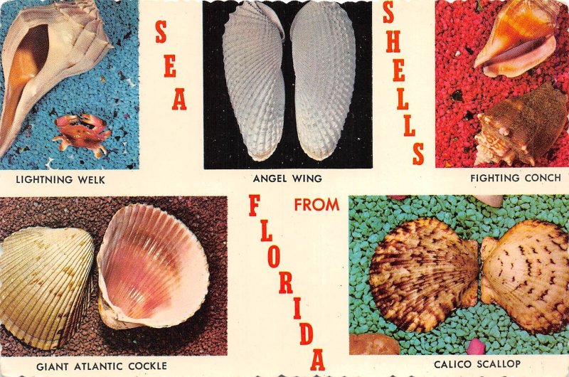 US9 USA FL Florida sea-shell collection 1980