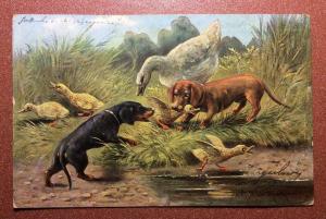 Antique Postcard 1902s CHIEN DOG DACHSHUND TECKEL duck hunting. Artist M. Muller