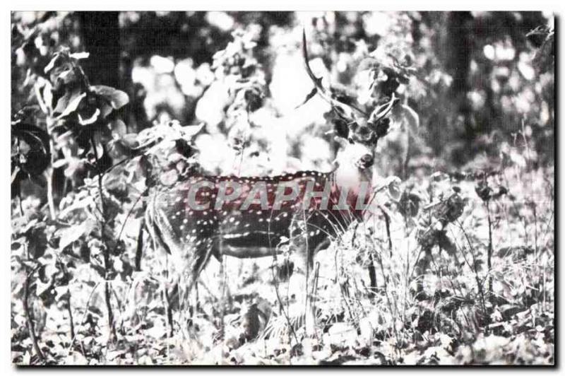 Postcard Old Spotted Deer (Chitwarm Royal National Park) Tiger Tops Jungle Lo...