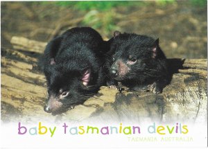 Baby Tasmanian Devils Tasmania Australia   4 by 6