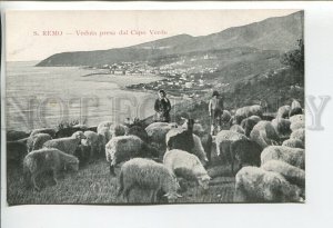 460429 Italy SAN REMO sherd of sheep and a view of the Green Cape Vintage